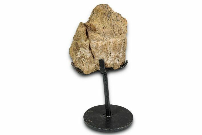 Dinosaur (Triceratops) Frill Shield Section - South Dakota #339081